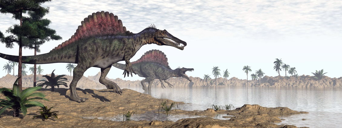 Two Spinosaurs dinosaurs walking to the water in desert landscape by morning light